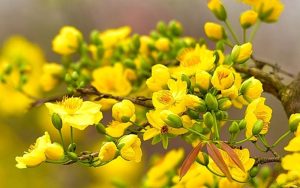 Dịch vụ chuyển phát nhanh cành mai, cành đào hỏa tốc